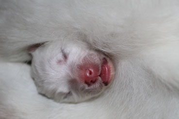 samojed